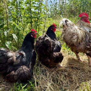 poules et coq dans l'atelier nature