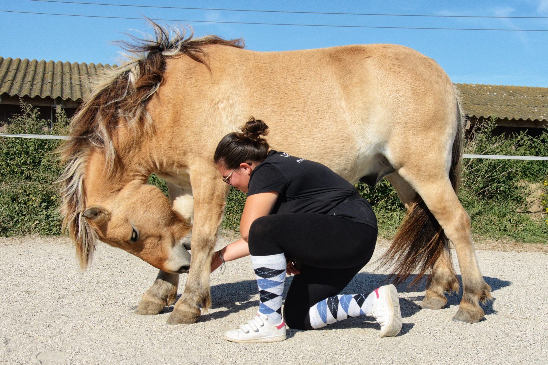 atelier-nature-equifeel-equifun-cheval