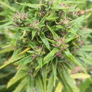 Fleurs de CBD Auto tango 2 Gr de 2024