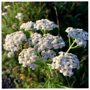 Achillée millefeuille