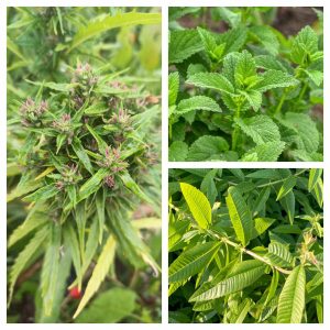 Infusion de Mélisse verveine CBD