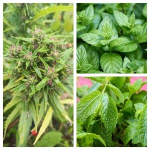 Infusion de menthe, menthe poivrée CBD