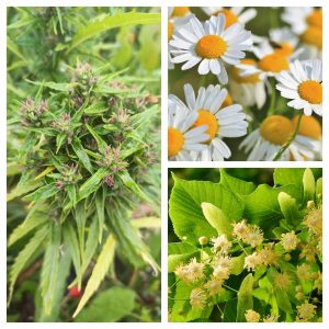 Infusion de camomille, tilleul, CBD