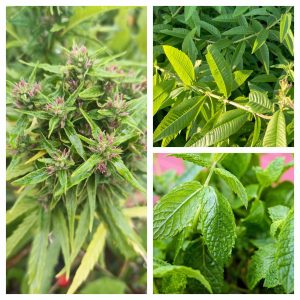 Infusion de menthe verveine CBD