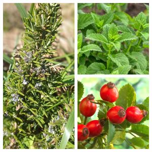 Infusion de mélisse cynorhodon romarin