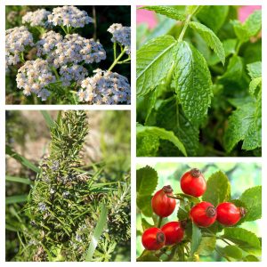 Infusion de menthe achillée romarin cynorhodon