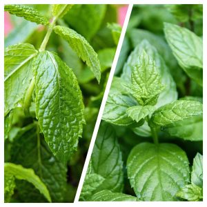 Infusion menthe pomme menthe poivrée