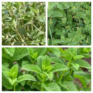 Infusion de menthe mélisse marjolaine