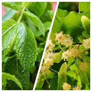 Infusion de menthe tilleul