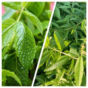 Infusion de menthe verveine