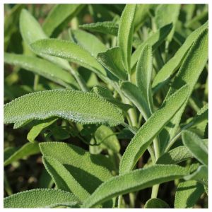 Sauge officinale